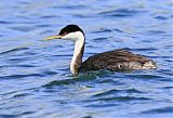 Western Grebe